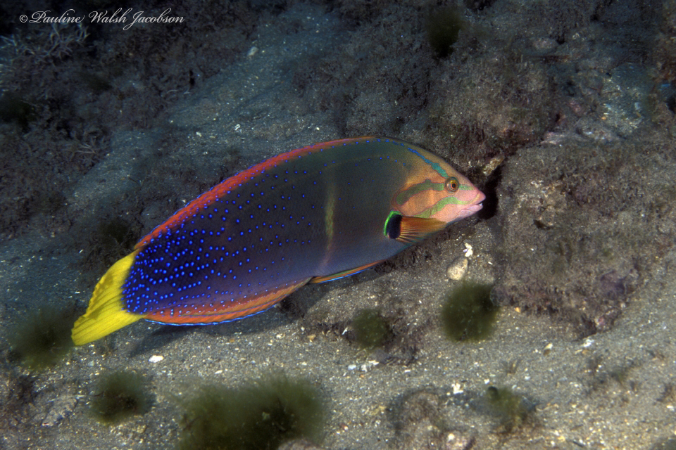 African Clown Wrasse