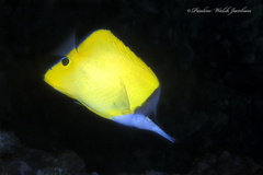 Forcipiger flavissimus