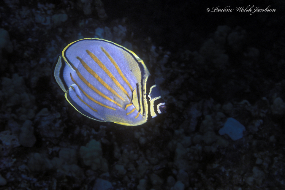 Clown Butterflyfish