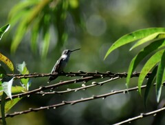 Heliomaster longirostris
