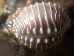 Pusula solandri