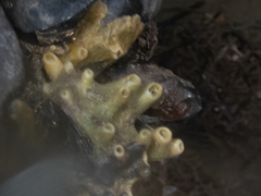 Hymeniacidon perlevis