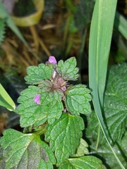 Lamium