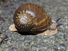 Hedleyella falconeri