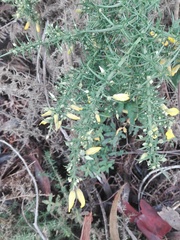 Ulex