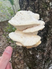 Irpiciporus
