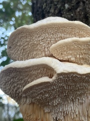 Irpiciporus