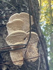 Irpiciporus