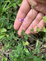 Lespedeza repens