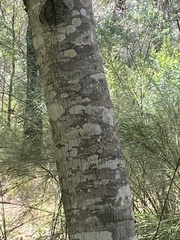 Alphitonia excelsa