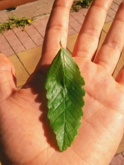 Nothofagus obliqua