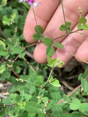 Lespedeza repens