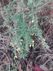Ulex