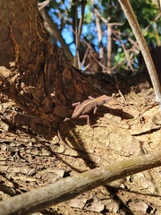 Anolis sagrei