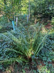 Dryopteris affinis