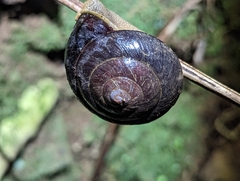 Thersites darlingtoni