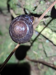 Thersites darlingtoni