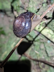 Thersites darlingtoni