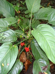 Aglaonema