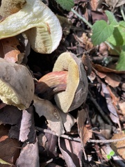 Xerocomellus mendocinensis