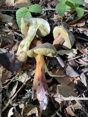 Xerocomellus mendocinensis