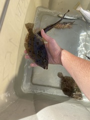 Paralichthys californicus