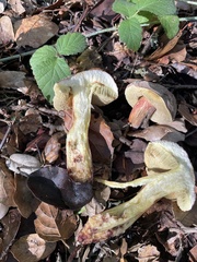 Xerocomellus mendocinensis