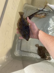 Paralichthys californicus
