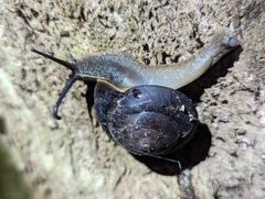 Thersites darlingtoni