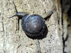 Thersites darlingtoni