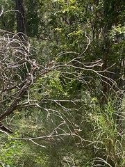 Malurus cyaneus