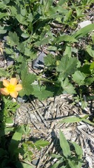 Modiolastrum malvifolium