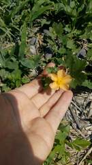 Modiolastrum malvifolium