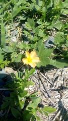 Modiolastrum malvifolium