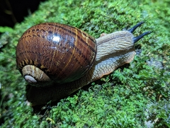 Hedleyella falconeri