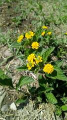 Lippia turnerifolia