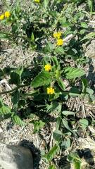 Lippia turnerifolia