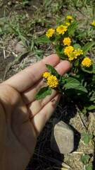 Lippia turnerifolia