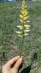 Sacoila lanceolata