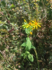Senecio velleioides