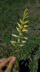 Sacoila lanceolata