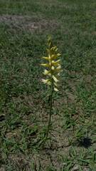 Sacoila lanceolata