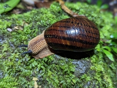 Hedleyella falconeri