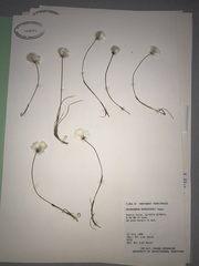 Eriophorum scheuchzeri