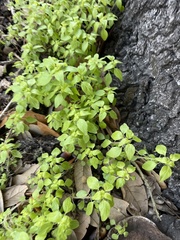 Parietaria floridana