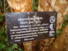 Terminalia darfeuillana