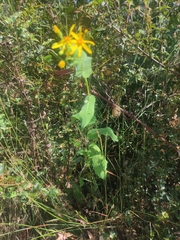 Senecio velleioides