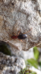 Brachinus