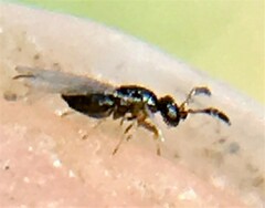 Agaonidae