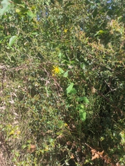 Senecio velleioides
